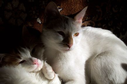 Анатолийская кішка (турецька короткошерста) кішка фото, купити, ціна, відео