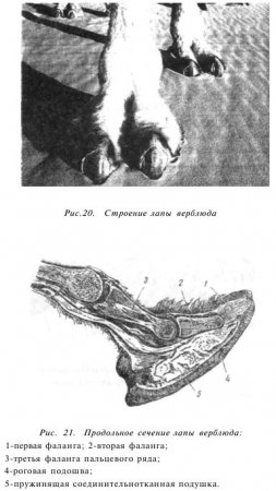 Caracteristicile anatomice ale cămilelor - totul despre creșterea bovinelor