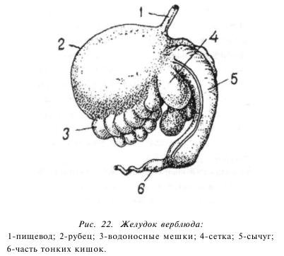 Caracteristicile anatomice ale cămilelor - totul despre creșterea bovinelor