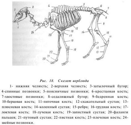 Анатомічні особливості верблюдів - все про тваринництво