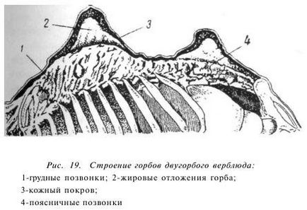 Caracteristicile anatomice ale cămilelor - totul despre creșterea bovinelor