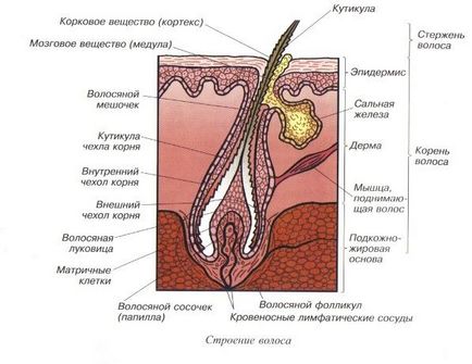 Anatomia părului