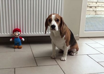 Engleza beagle, alte soiuri și culorile, fotografiile și videoclipurile