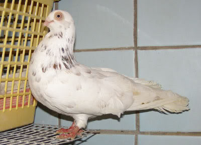 Антверпенский голуб, домашня ферма