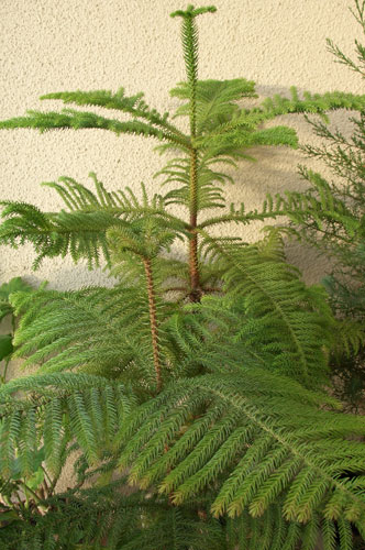 Araucaria (araucaria) îngrijire la domiciliu, cultivare, reproducere