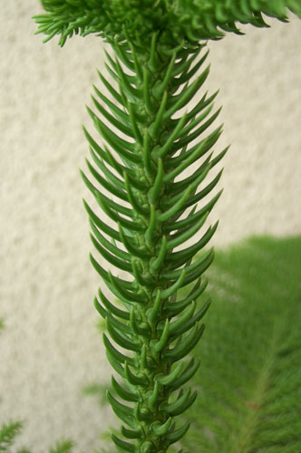 Araucaria (Araucaria) ápolási otthon, termesztés, tenyésztés