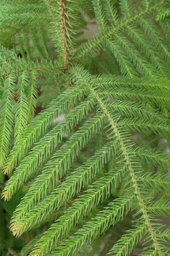 Araucaria (Araucaria) ápolási otthon, termesztés, tenyésztés