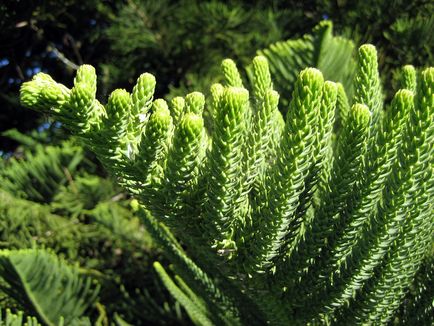 Araucaria otthon - heterophyllous 9 árnyalatok otthoni gondozást, a ház a falu