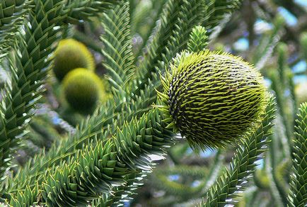 Araucaria în casă