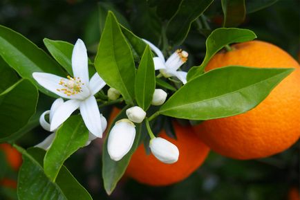 Ulei aromatic și uleios de 