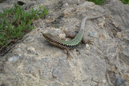 Arpatskie vízesések (Krím), hogyan lehet egy fénykép, egy turista Oroszországban