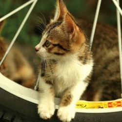 Азалія отруйна рослина для кішок - все про котів і кішок з любов'ю