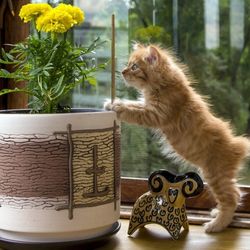 Азалія отруйна рослина для кішок - все про котів і кішок з любов'ю