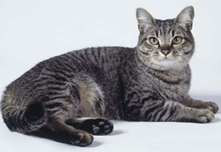 Ázsiai macska fajta leírás, karakter, fotó, a macska és a macska