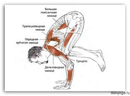 Bakasana (testtartás daru), jóga, slavyoga