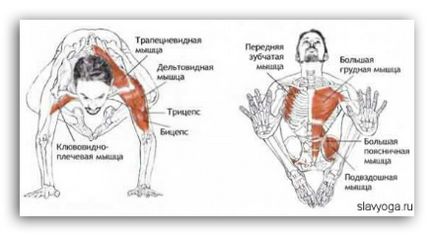 Bakasana (testtartás daru), jóga, slavyoga