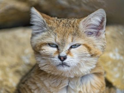 Барханні кішки - дорослі кошенята (11 фото)