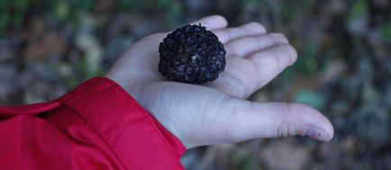 Gyönyörű Umbria ru vadászat szarvasgomba Umbria - gyönyörű umbria ru