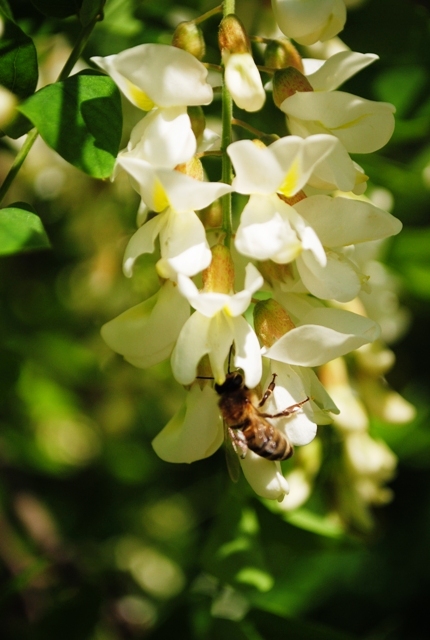 Acacia albă de miere de primăvară, note ale unui apicultor