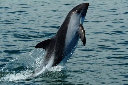 Белобрюхий або чорний дельфін особливості виду