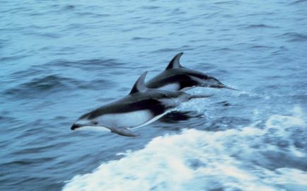 Белобрюхий або чорний дельфін особливості виду