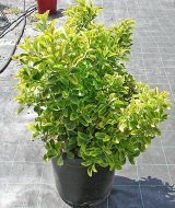 Euonymus (eonimus) - Euonymus