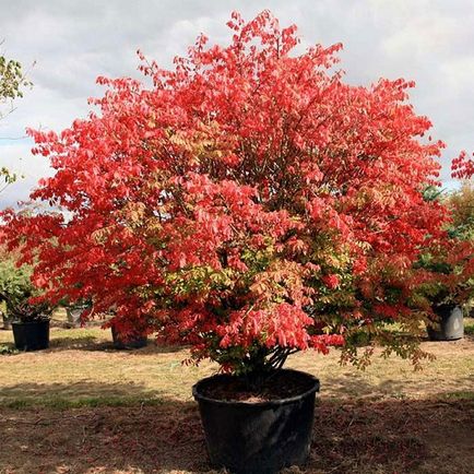 Euonymus alatus - fotó, leírás és Compactus Nagyszárnyú Fátyolkák, ültetés utasításokat, és kertgondozás