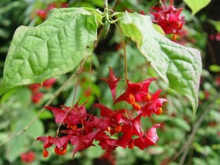 Euonymus alatus - fotó, leírás és Compactus Nagyszárnyú Fátyolkák, ültetés utasításokat, és kertgondozás