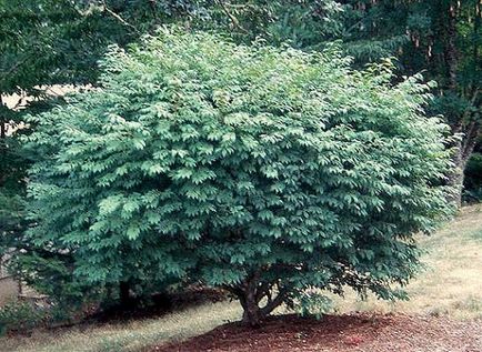 Euonymus alatus - fotó, leírás és Compactus Nagyszárnyú Fátyolkák, ültetés utasításokat, és kertgondozás