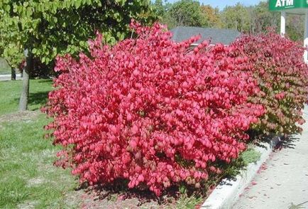 Euonymus alatus - fotó, leírás és Compactus Nagyszárnyú Fátyolkák, ültetés utasításokat, és kertgondozás