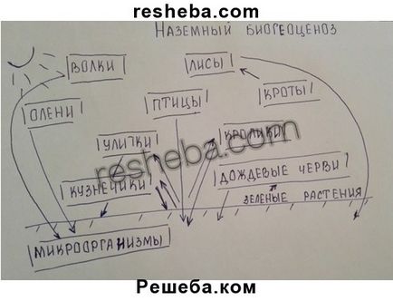 Біогеоценози і біоценози