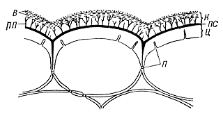 Dicționar biologic