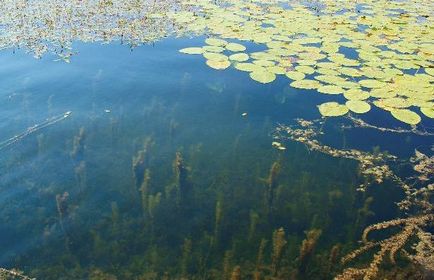 Біопаливо, зелене паливо, тверде біопаливо і сировину для нього, джерела енергії,