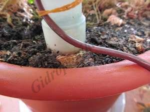 Blumat (plante de interior avtopolv) cumpara (dropper bloom)