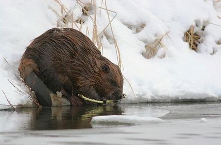 Beavers în natură