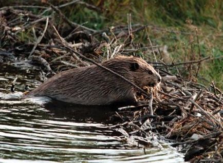 Beavers în natură