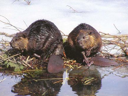 Beavers în natură