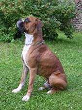 Boxer (boxer)