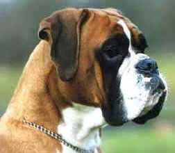 Boxer (boxer)