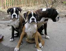 Boxer (boxer)