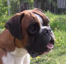 Boxer (boxer)