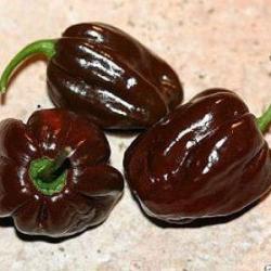Pepper diéta - fogyókúra (bors) Pepper diéta - fogyókúra