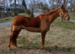 Голити або не голити ось в чому питання, esu horses