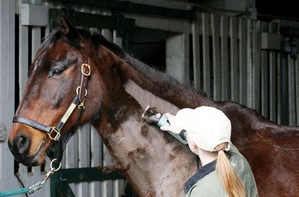 Голити або не голити ось в чому питання, esu horses