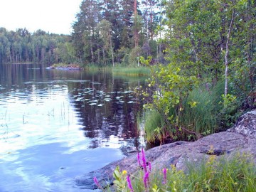 Lacul Stormy (Lacul Osozersky), toate lacurile din regiunea Leningrad și speciile de pește care trăiesc în ele