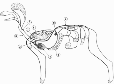 Sistemul cardiovascular al unui câine, zoodom