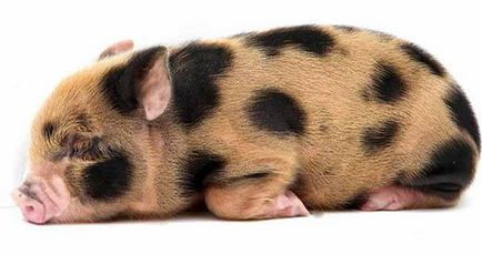 Cum să hrăniți un vițel de mini-porc