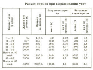 Чим годувати мускусних качок в домашніх умовах, все про корми