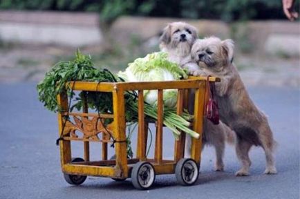 Ce să hrăniți câinele cu hrana vegană pentru câini