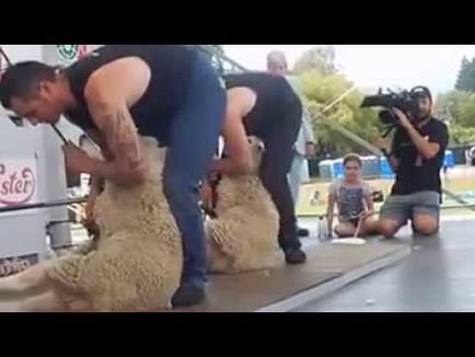 Чемпіонат зі стрижки овець проходить в новій зеландії (новини) - відео на